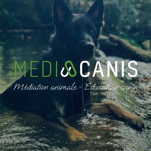 Mediacanis : médiation animale, éducation canine et pension canine à Prayssac près de Cahors